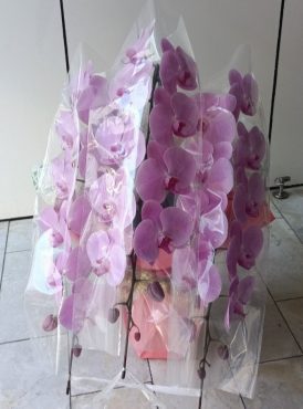 初めてお花屋さんからご依頼いただきました。